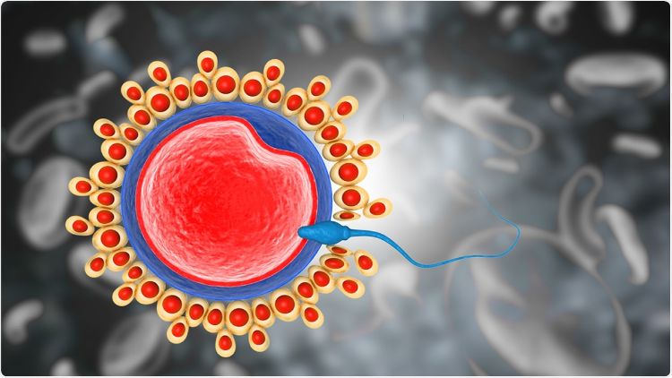  تحقیق کے مطابق کووڈ ویکسین اسپرم پر منفی اثرات مرتب نہیں کرتی 
