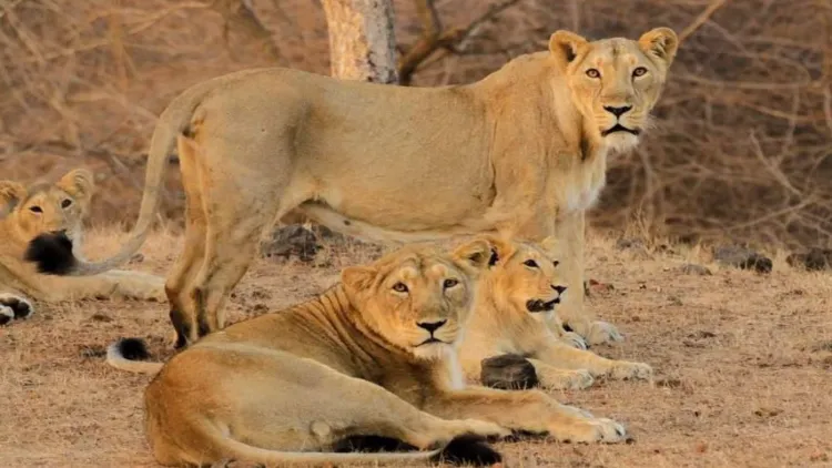 ایشیائی شیروں کی تعداد میں مسلسل اضافہ ہو رہا ہے: وزیراعظم