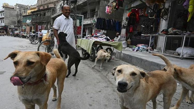 اسلام آباد میں کتوں کے کاٹنے سے عوام پریشان