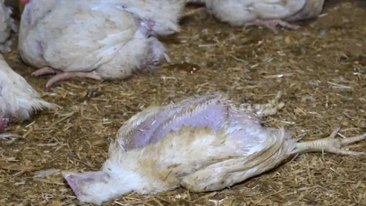 پاکستان: شوارمے اور برگر میں مردہ مرغیوں کے گوشت کا انکشاف

