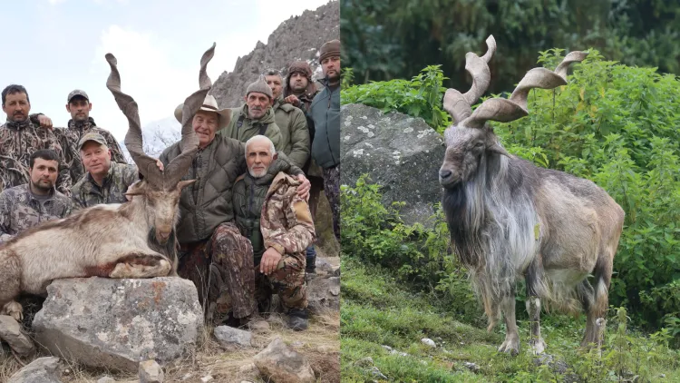 مارخور کے شکار کے لیے پاکستان کی ’تاریخ کی سب سے بڑی‘ بولی
