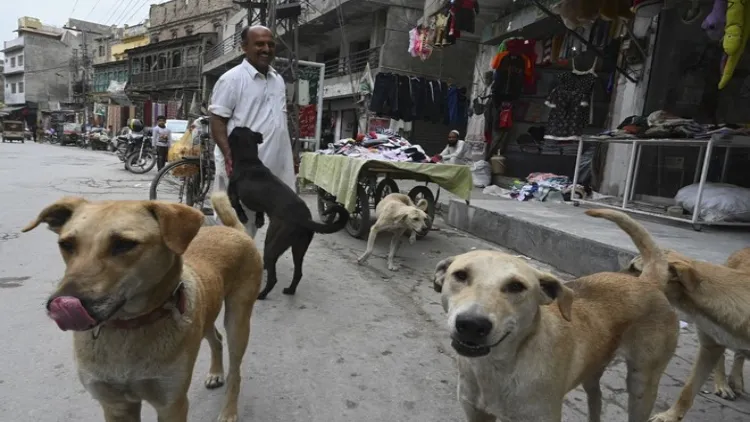  آوارہ کتوں پر اسلام آباد ہائیکورٹ نے جاری کیا نوٹس 