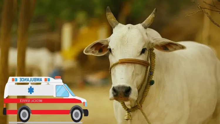 اُتر پردیش: بیمار گائے کے لیے ملک کی پہلی ایمبولینس سروس 