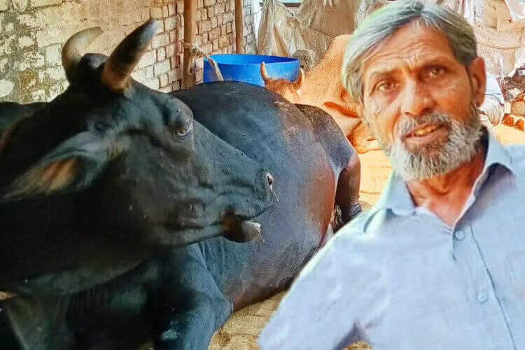 کانپور: کلیم کا خاندان جو گایوں کی خدمت پر یقین رکھتا ہے 


