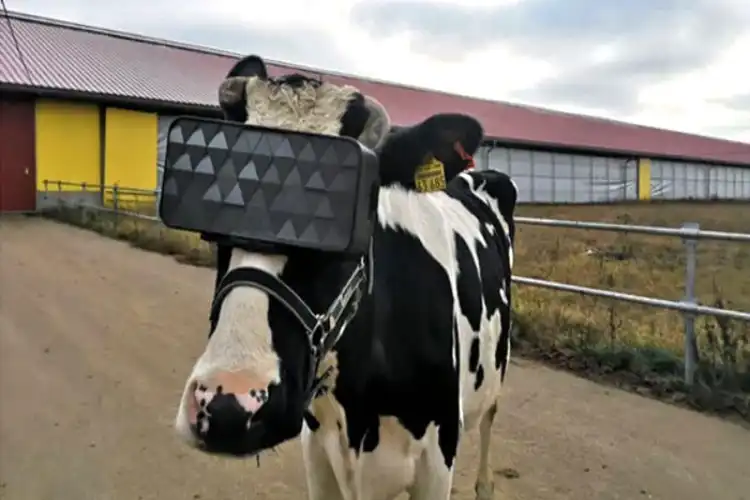 عجب جگاڑ:ہرے چشمے والی گائے نے پانچ لیٹر زیادہ دودھ دینا شروع کردیا

