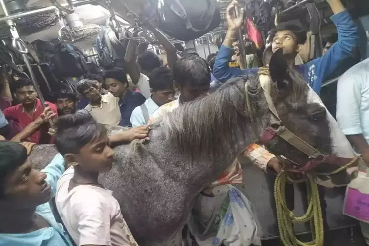 مغربی بنگال:ٹرین میں گھوڑے کے سفر کی تصویر وائرل