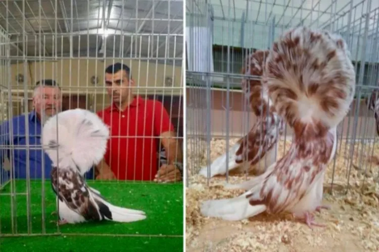 سعودی عرب میں کبوتروں کا مقابلۂ حسن، فاتح جوڑی 55 ہزار ریال میں فروخت