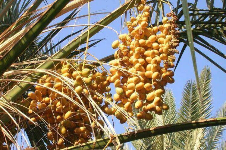 بیس سال بعد حج اور کھجوروں کی تازہ فصل کا ایک ہی وقت
