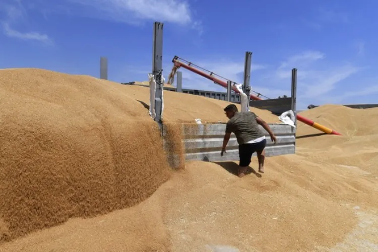 گندم کی عالمی مارکیٹ متاثر، چند ممالک میں بھوک بڑھنے کا خدشہ