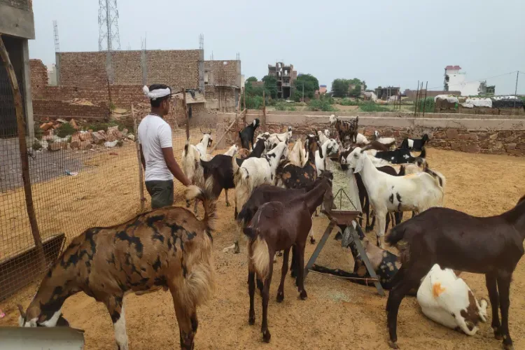 بقرعید: ہریانہ کے گوٹ فارمر  کولکاتہ اور ممبئی  گئے بکرا بیچنے