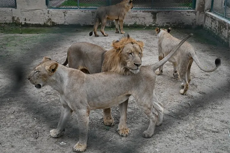 پاکستان:لاہور چڑیا گھر کے 12 شیر کیوں فروخت کیے جا رہے ہیں؟