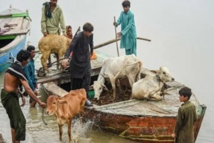   پاکستان:سیلاب سے لاکھوں جانور ہلاک، ’دودھ اور گوشت کی قلت کا خدشہ