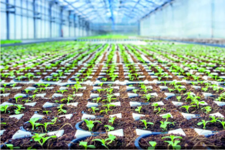 سعودی عرب: سبزیوں کی پیداوار میں اضافے کے لیے قومی منصوبہ کا آغاز