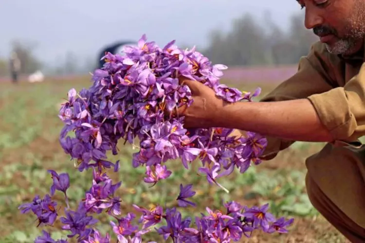 کشمیر: امسال زعفران کی پیدا وار میں 30 فیصد کا اضافہ