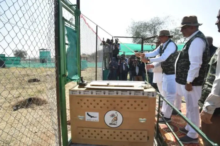  بھوپیندر یادو نے جنوبی افریقہ سے لائے گئے 12چیتوں کو کونو نیشنل  میں چھوڑا