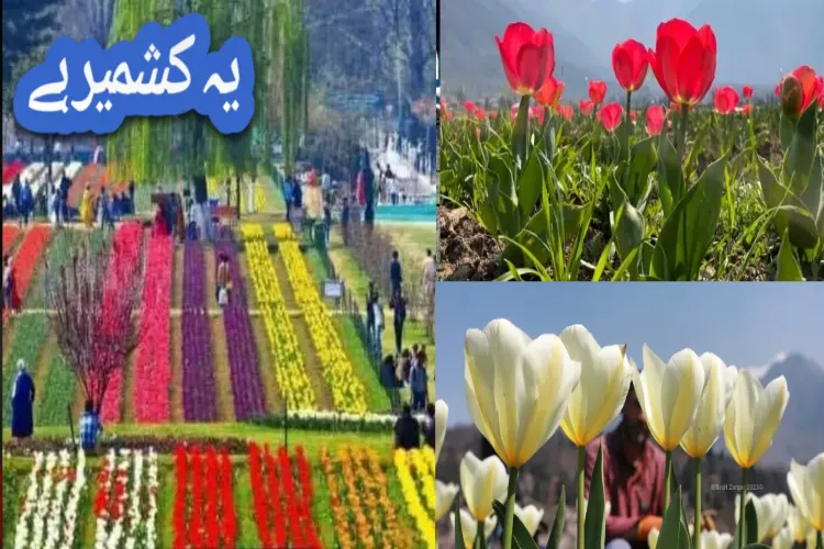 کشمیر: ایشیا کا سب سے بڑا 'باغ گل لالہ' میں سیاحوں کا خیر مقدم ہے