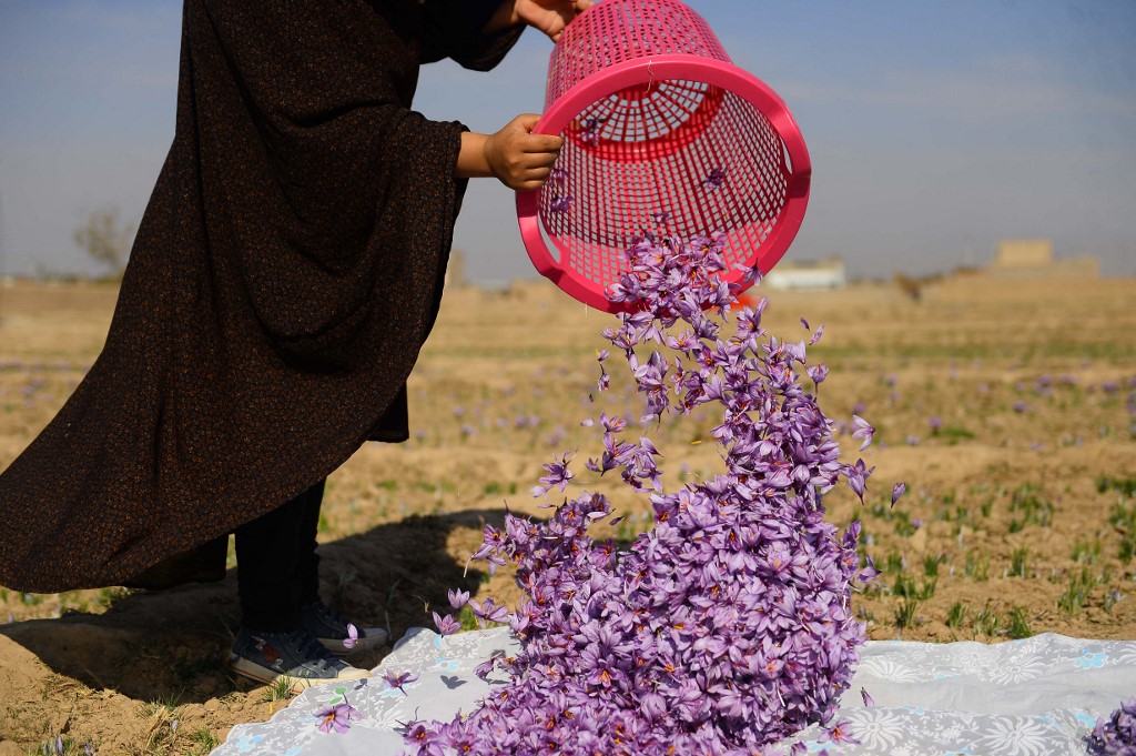 افغانستان: ’لال سونا‘ زعفران مشرق وسطٰی برآمد کرنے کے لیے کوشاں