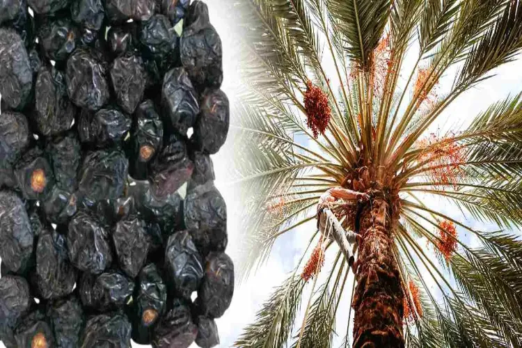  عجوہ  ۔۔۔ کیوں ہے کھجوروں کا سردار  