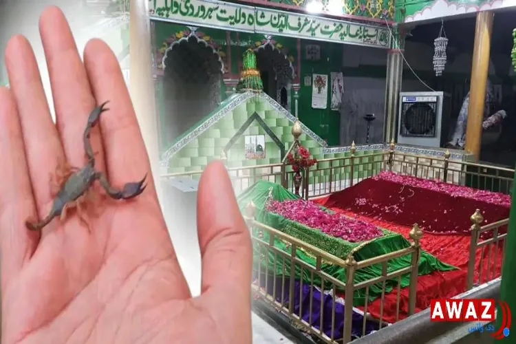 امروہہ : جانیں! درگاہ حضرت شاہ ولایت صاحب  پر بچھو  کیوں نہیں کاٹتے؟ 
