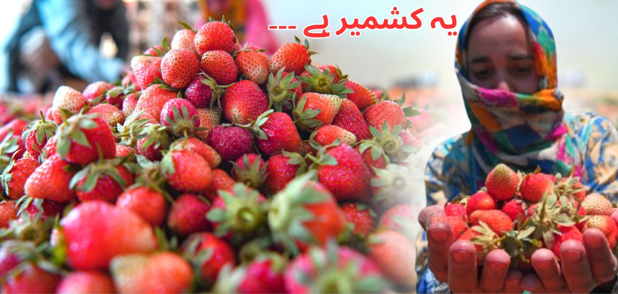 اسٹرابیری – کشمیر کے زرعی موسم کی پہلی پھلوں کی فصل