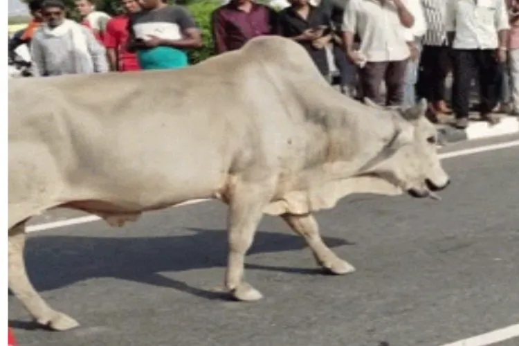  گائے کی موت پر بیل پریشان، لگاتا رہا لاش کے گرد چکر
