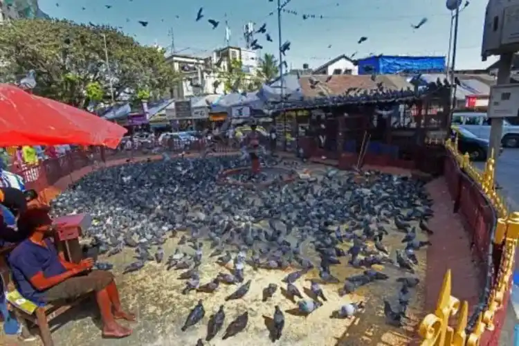 ممبئی کبوتر خانے پر جمع ہوئے احتجاجی حراست میں لئے گئے
