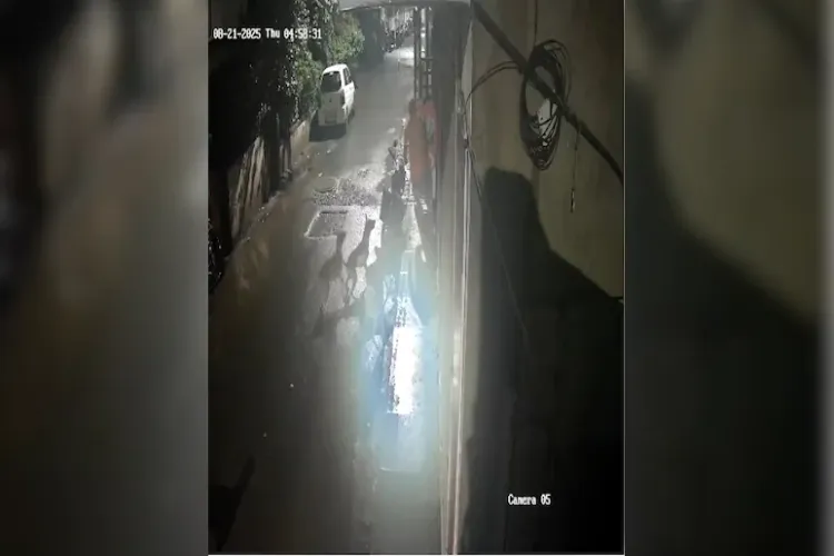 آوارہ کتوں کی دہشت: سرعام ایک شخص پر حملہ کیا