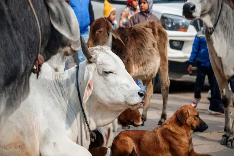جانوروں میں خون کی منتقلی کے لیے بنے قوانین