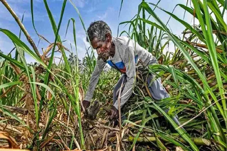تہواروں سے پہلے کسانوں کو راحت