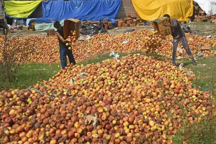 کشمیر: قومی شاہراہ پر پھنسے ٹرکوں میں  سڑے گلے  سیب کاشتکاروں کے لیے مستقبل کا عذاب 