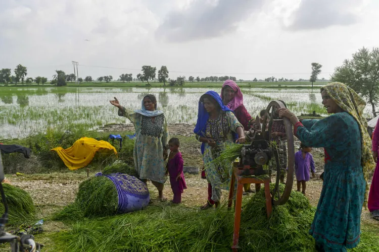  پاکستان ۔ ظالمانہ کارروائی سے زہری کے کسان تباہ و برباد 