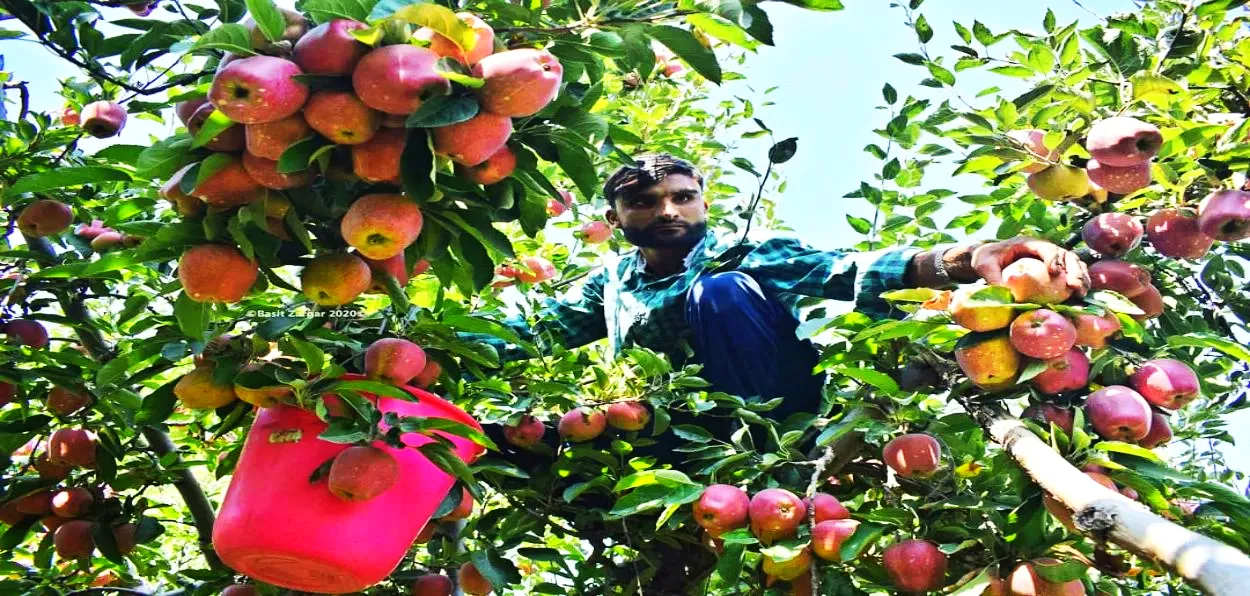 کشمیر- سیب کی فصل جاری۔ صرف 10 فیصد فصل کو نقصان پہنچا  کشمیر- سیب کی فصل جاری۔ صرف 10 فیصد فصل کو نقصان پہنچا
