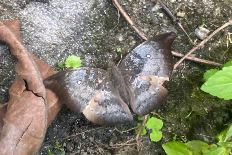 سکم: نایاب تتلی پانچ سال بعد دیکھی گئی