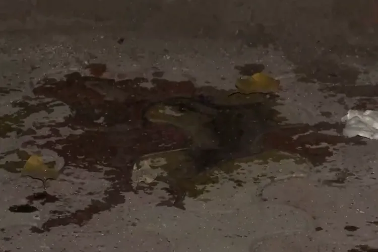  لکشمی بائی کالج کی پراکٹر کا طالبہ پر تیزاب حملے پر بیان