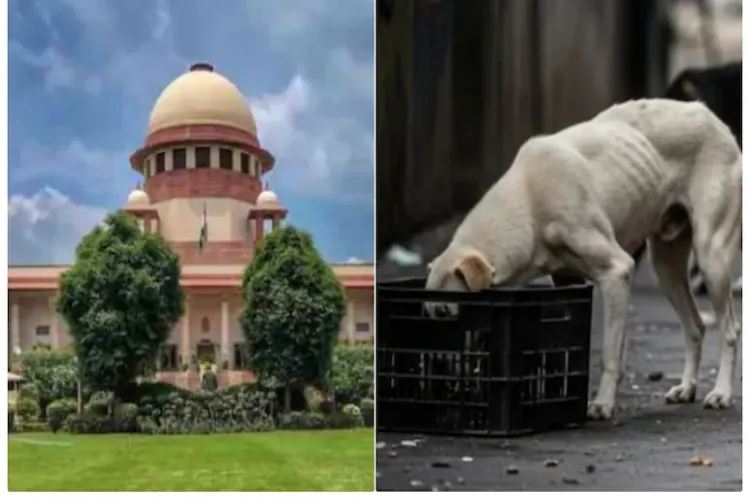 آوارہ کتوں کا معاملہ: سپریم کورٹ کی پھٹکار