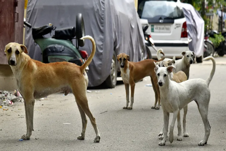 چندی گڑھ میں ان کتوں کو پالنے پر لگی پابندی