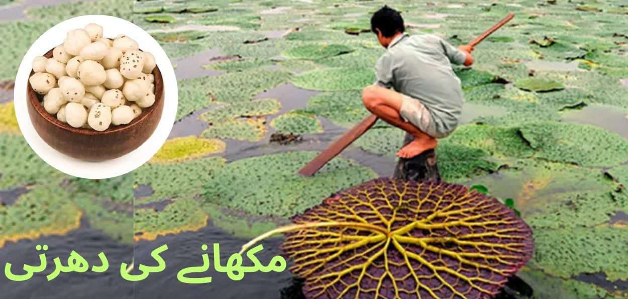 بہار: متھلا مکھانہ کو  جی آئی ٹیگ - فخر اور معیشت دونوں میں اضافہ