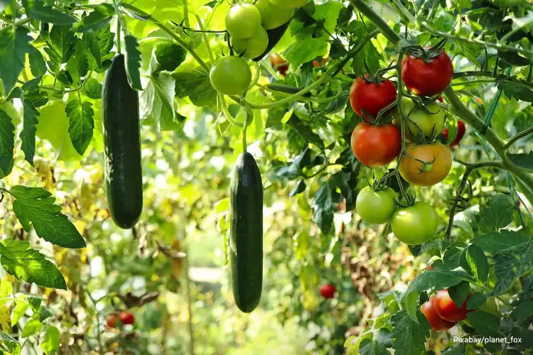 یورپ میں مواقع تلاش کرتے نامیاتی مصنوعات کے برآمد کنندگان