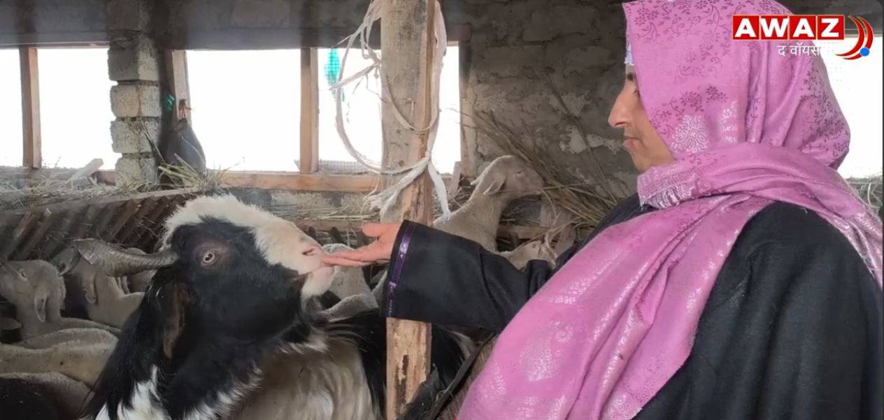 کشمیر :  ممتازہ بیگم نے بھیڑ پالن کے ذریعے اپنی زندگی کو دی  نئی سمت 