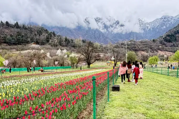 جموں کشمیر: ٹیولپ گارڈن  دیکھنے کے لیے سیاحوں کی بڑی تعداد میں آمد