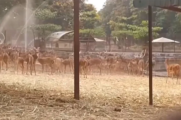 چھتیس گڑھ: میتری باغ چڑیا گھر نے شدید گرمی کے درمیان جانوروں کے لیے ٹھنڈک کے اقدامات کیے