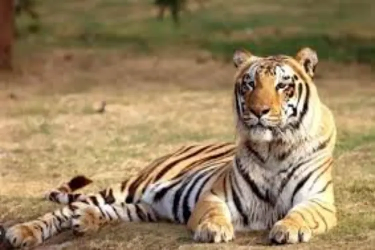 اوڈیشہ: رائل بنگال ٹائیگر کا 800 کلومیٹر طویل سفر 