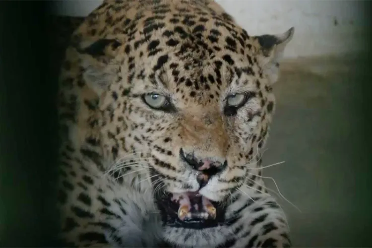 جے پور: نہر گڑھ بایئو لوجیکل پارک نے  جانوروں کو گرمی سے بچانے کے لیے اقدامات اٹھائے