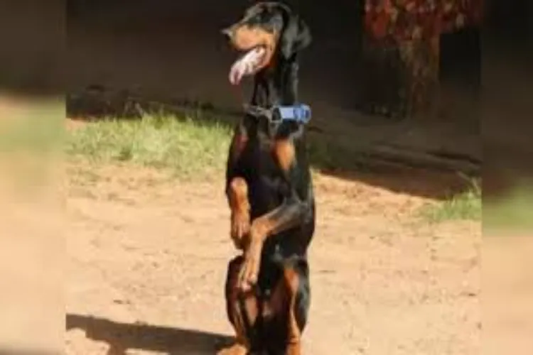 مہاراشٹر: قتل کیس حل کرنے میں پولیس کتے کی مدد ۔سیریل مجرم ممبئی سے گرفتار