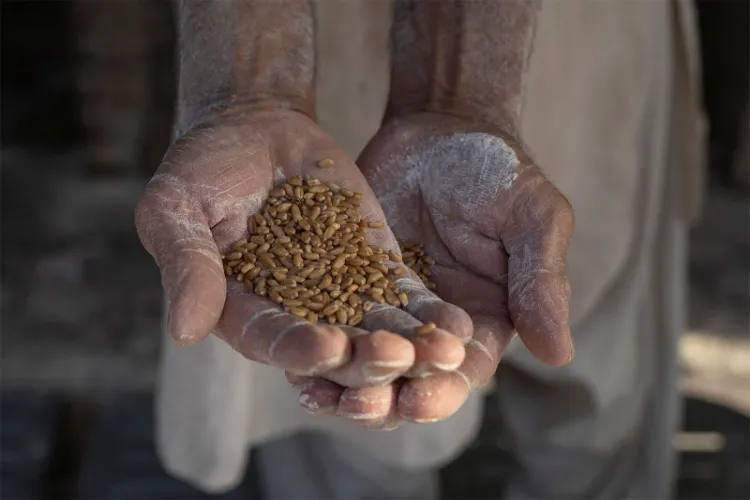 پاکستان میں گندم پالیسی ناکام، خریداری نظام بحران کا شکار