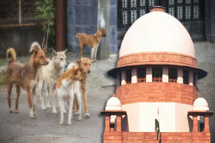 عدالت نے آوارہ کتوں سے متعلق وزیراعلیٰ کا بیان سننے سے انکار کیا