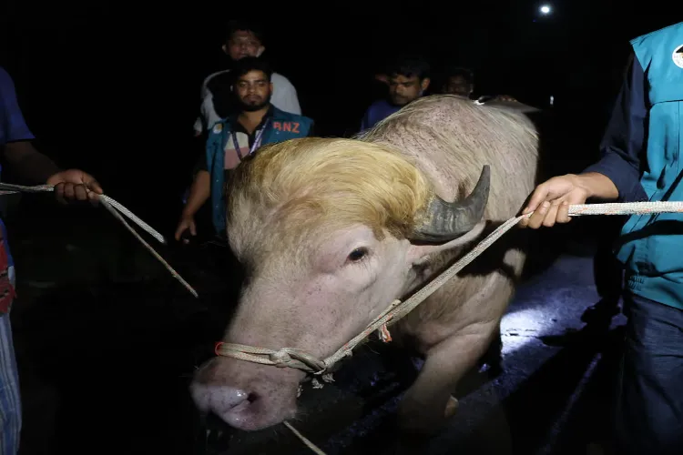 سنہرے بالوں والے بنگلہ دیشی بھینسے “ڈونلڈ ٹرمپ” کو عید قربانی میں ذبح ہونے سے بچالیا گیا