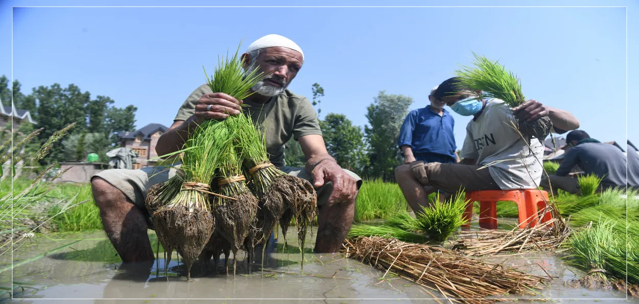 کھیتوں میں محنت رنگ لانے کو تیار، کشمیر میں دھان کی فصل کا آغاز