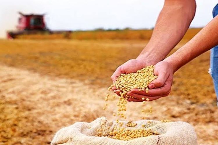 ملک میں سویابین کی کاشت میں 10 فیصد اضافے کا امکان