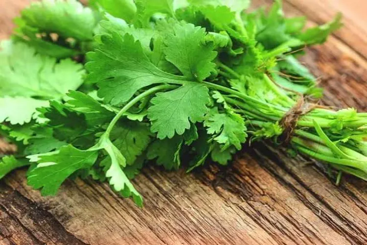 دھنیا کے فیوچر نرخوں میں معمولی کمی